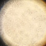 科学実験教室「発酵と微生物の世界」